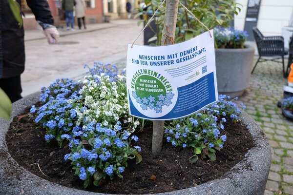 Eine Pflanzschale mit Vergissmeinnicht