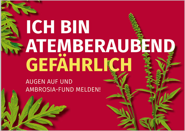 Gr&uuml;ne Bl&auml;tter auf rotem Hintergrund mit Text: "Ich bin atemberaubend gef&auml;hrlich. Augen auf und Ambrosia-Fund melden!"
