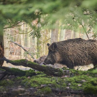 Bild vergrößern: Wildschwein im Wald